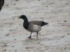 Pale-bellied Brent Goose at Thorpe Bay Seafront (Steve Arlow) (61967 bytes) Pale-bellied Brent Goose at Thorpe Bay Seafront (Steve Arlow) (61967 bytes)